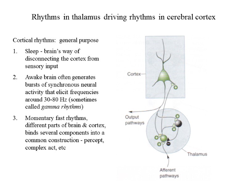 Rhythms in thalamus driving rhythms in cerebral cortex Cortical rhythms:  general purpose Sleep